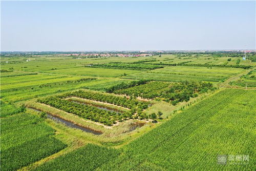 心里裝著群眾，腳步丈量藍圖——記土專家劉國利的農副產品銷售之路