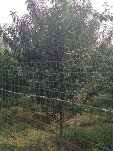 承德縣林楓苗木種植專業(yè)合作社 優(yōu)質(zhì)海棠樹與農(nóng)副產(chǎn)品的專業(yè)供應商